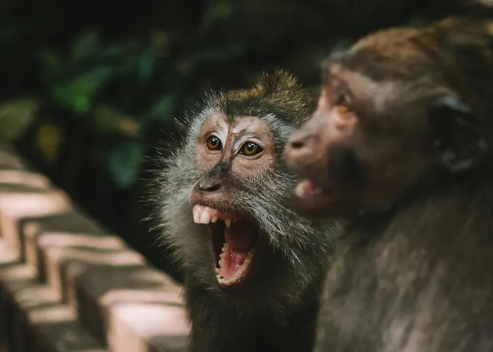 Private Near Monkey Forest بيت ضيافة أوبود